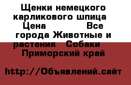 Щенки немецкого карликового шпица › Цена ­ 20 000 - Все города Животные и растения » Собаки   . Приморский край